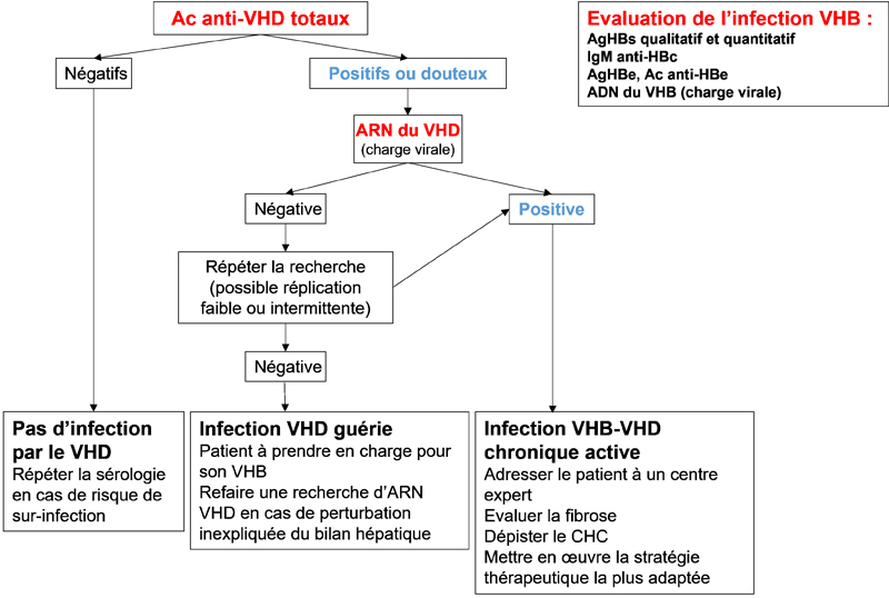 Algorithme de diagnostic de l’infection par le VHD chez un patient AgHBs positif